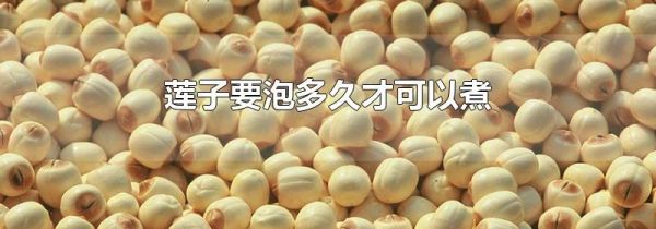 莲子要泡多久才可以煮