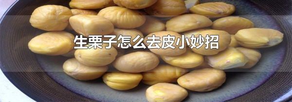 生栗子怎么去皮小妙招