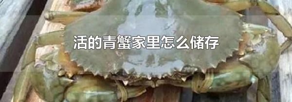 活的青蟹家里怎么储存