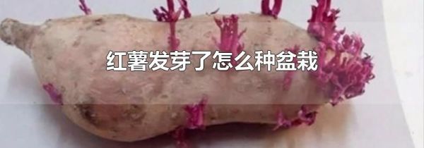 红薯发芽了怎么种盆栽