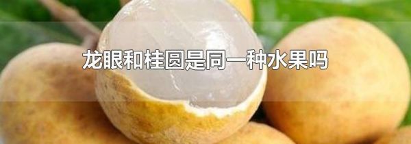 龙眼和桂圆是同一种水果吗