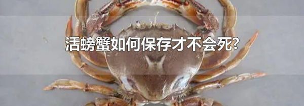 活螃蟹如何保存才不会死?