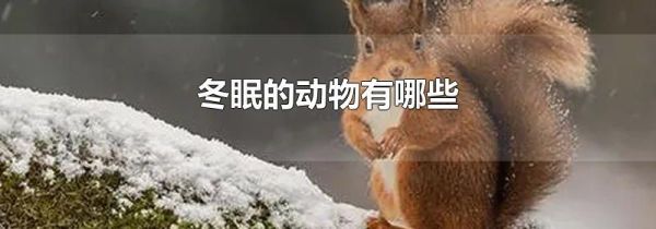 冬眠的动物有哪些