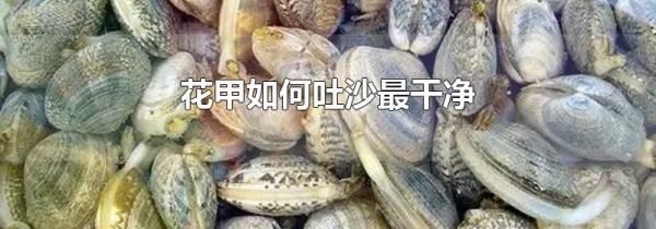 花甲如何吐沙最干净