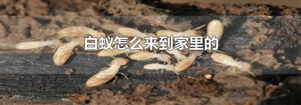 白蚁怎么来到家里的