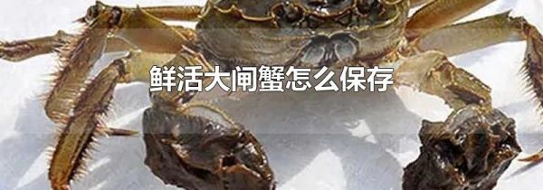鲜活大闸蟹怎么保存