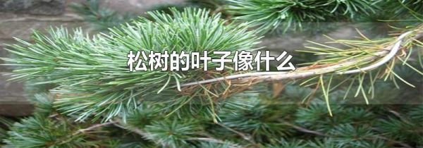 松树的叶子像什么