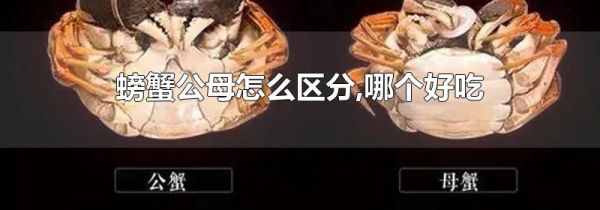 螃蟹公母怎么区分,哪个好吃