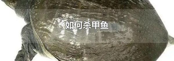 如何杀甲鱼