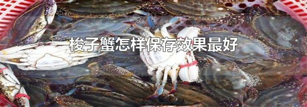 梭子蟹怎样保存效果最好