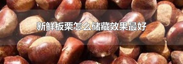 新鲜板栗怎么储藏效果最好