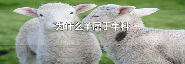 为什么羊属于牛科