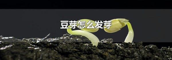 豆芽怎么发芽