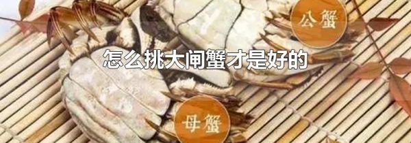 怎么挑大闸蟹才是好的