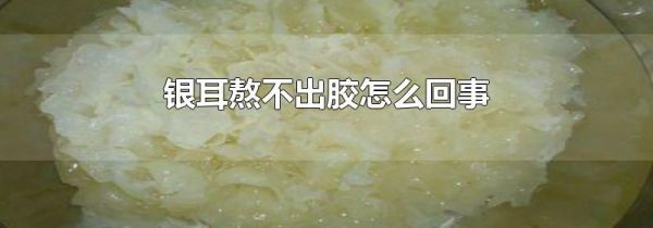 银耳熬不出胶怎么回事