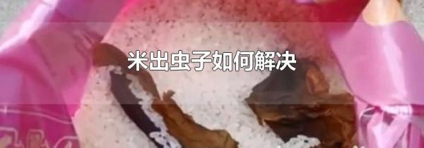 米出虫子如何解决