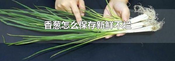 香葱怎么保存新鲜不烂
