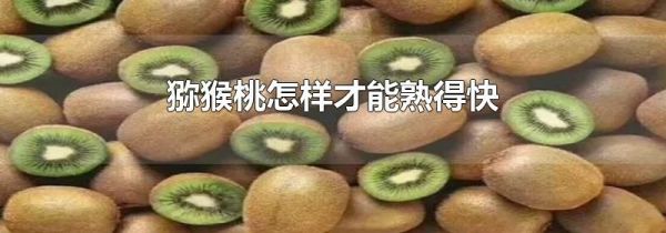 猕猴桃怎样才能熟得快