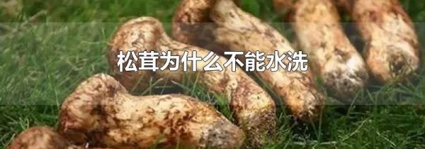 松茸为什么不能水洗