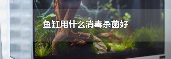 鱼缸用什么消毒杀菌好
