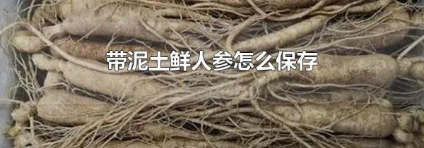 带泥土鲜人参怎么保存