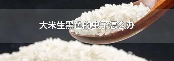 大米生黑色的虫子怎么办