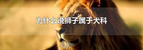 为什么说狮子属于犬科