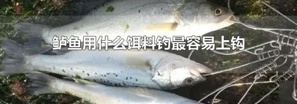 鲈鱼用什么饵料钓最容易上钩