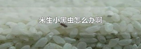 米生小黑虫怎么办啊