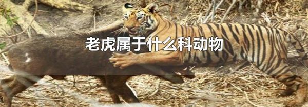 老虎属于什么科动物