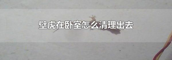 壁虎在卧室怎么清理出去
