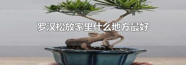 罗汉松放家里什么地方最好