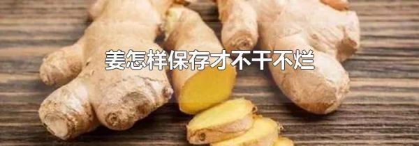 姜怎样保存才不干不烂