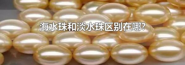 海水珠和淡水珠区别在哪?