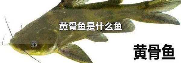 黄骨鱼是什么鱼