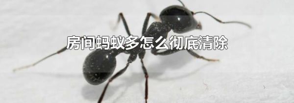 房间蚂蚁多怎么彻底清除