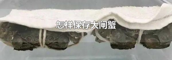 怎样保存大闸蟹
