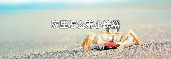 家里怎么养小螃蟹