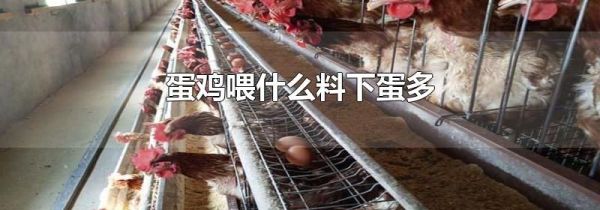 蛋鸡喂什么料下蛋多