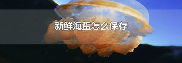 新鲜海蜇怎么保存
