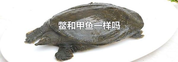 鳖和甲鱼一样吗