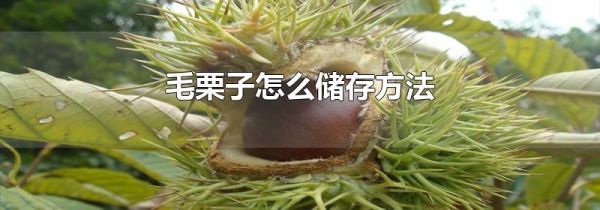 毛栗子怎么储存方法