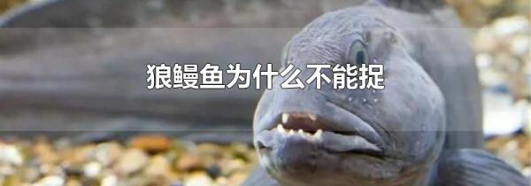 狼鳗鱼为什么不能捉
