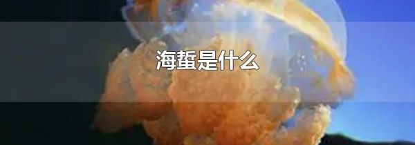 海蜇是什么