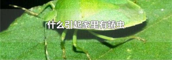 什么引起家里有蝽虫
