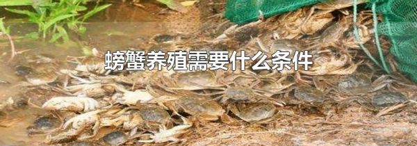 螃蟹养殖需要什么条件
