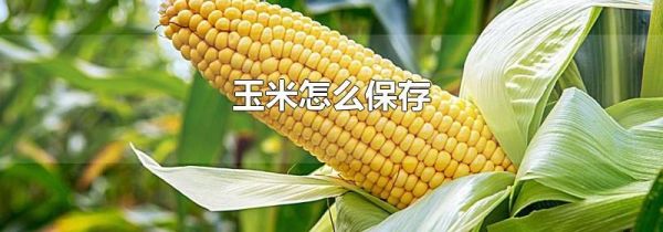 玉米怎么保存