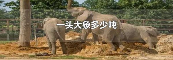 一头大象多少吨