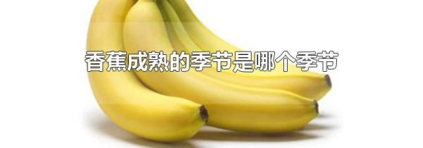 香蕉成熟的季节是哪个季节