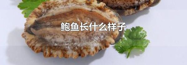 鲍鱼长什么样子